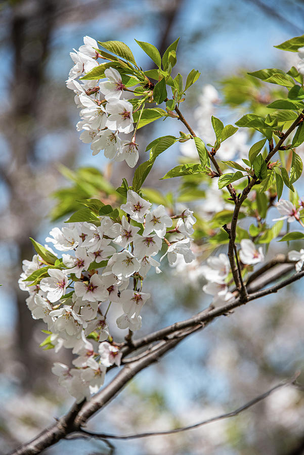 Cherry Blossoms - 21 Photograph by David Bearden