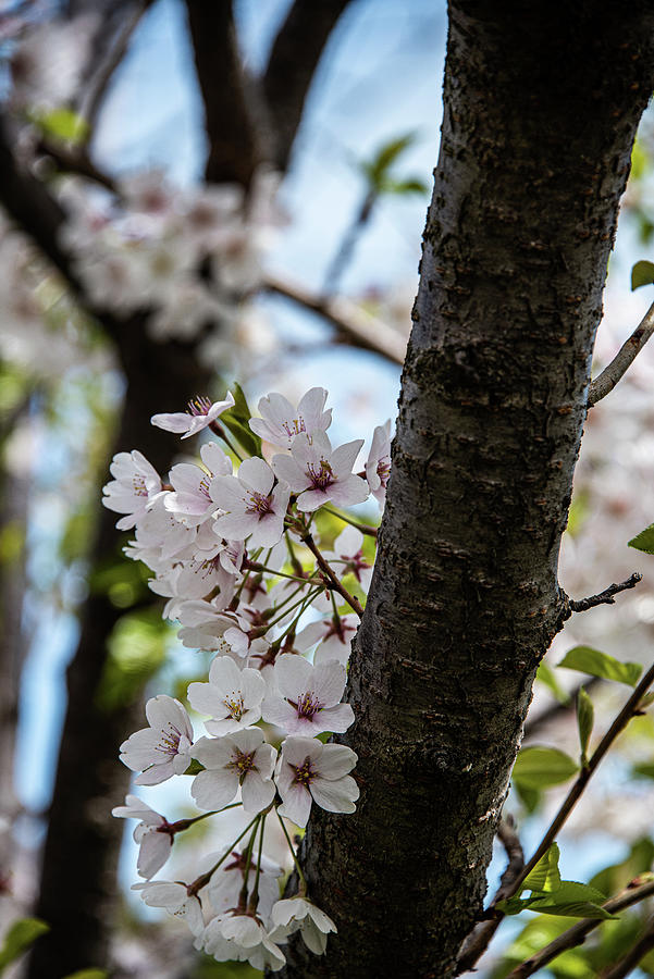 Cherry Blossoms - 22 Photograph by David Bearden