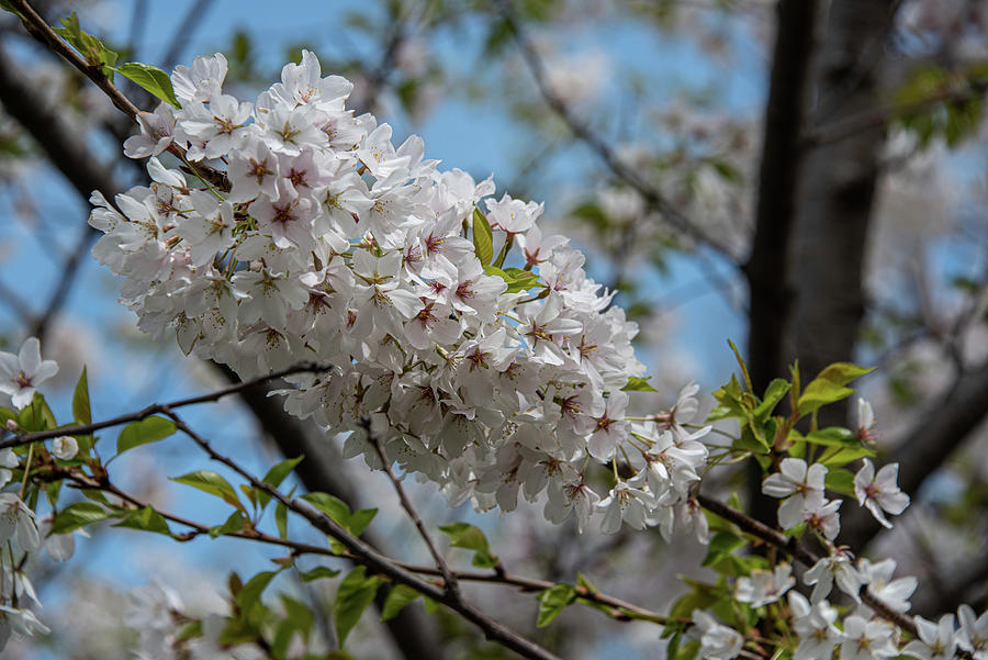 Cherry Blossoms - 29 Photograph by David Bearden