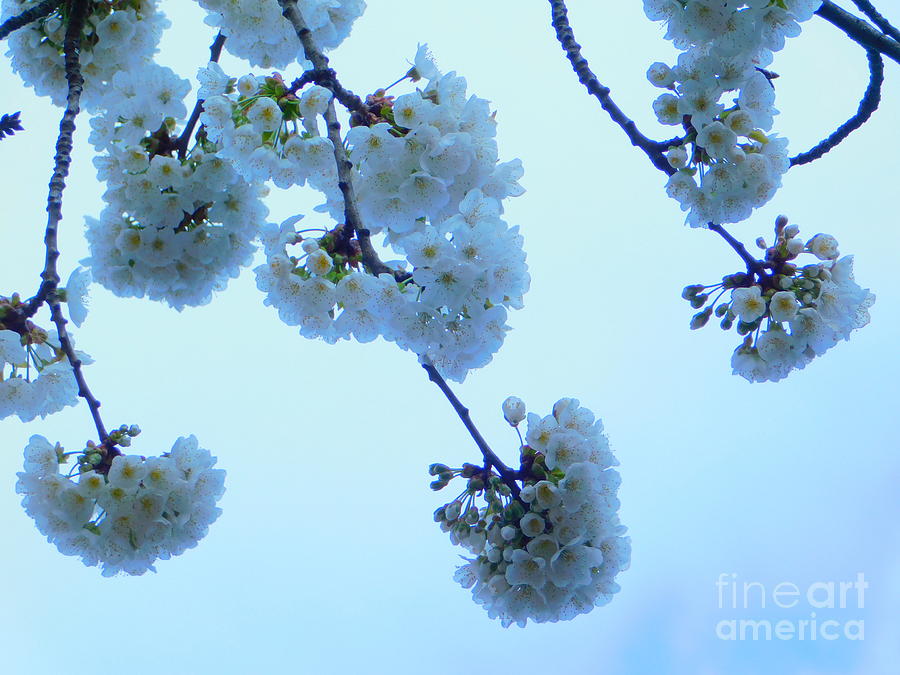 Cherry Blossoms Series Blu Elettrico Photograph by Stefania Caracciolo