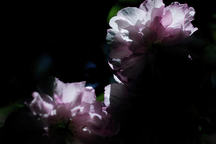 Cherry Blossoms 3 Photograph