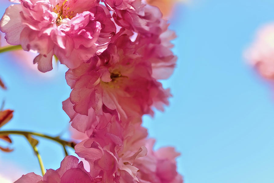 Cherry Blossoms 5 Photograph by Mike Smale Cherry Blossoms 5 Photograph by Mike Smale