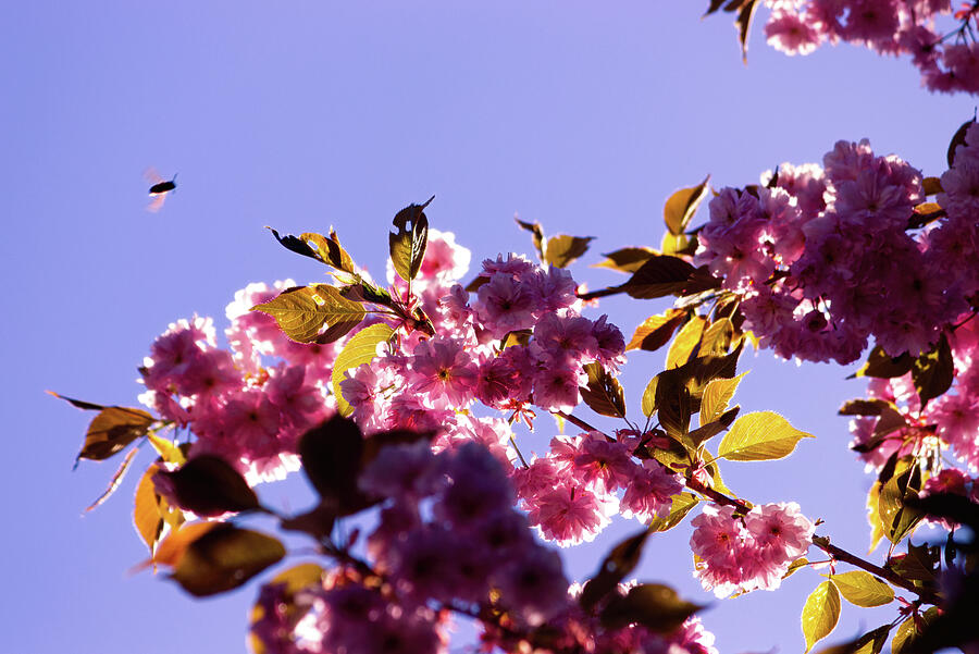 Cherry Blossoms 6 Photograph by Mike Smale Cherry Blossoms 6 Photograph by Mike Smale