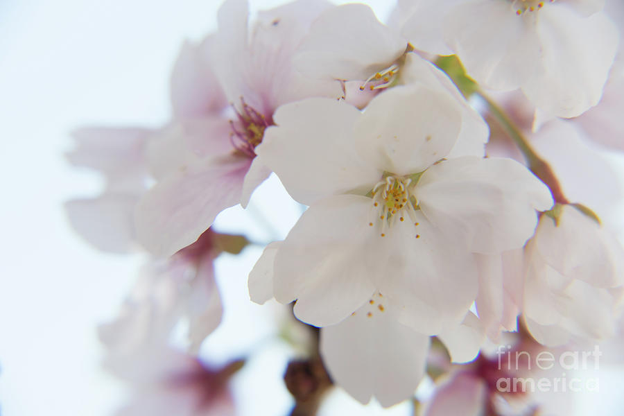 Cherry blossoms Photograph by Agnes Caruso
