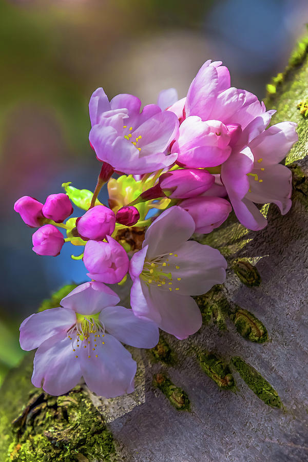 Cherry Blossoms Along the Bough Photograph by Emerita Wheeling