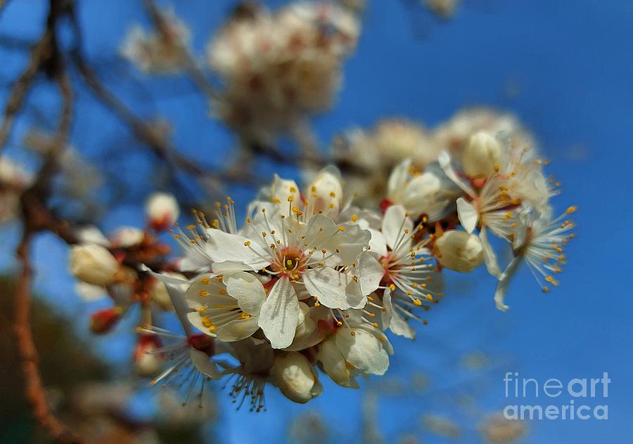 Cherry Blossoms Photograph by Amalia Suruceanu