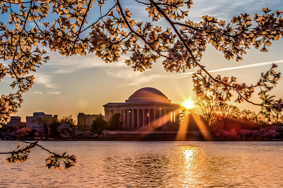 Cherry blossoms and Jefferson Memorial Photograph by Robert Miller
