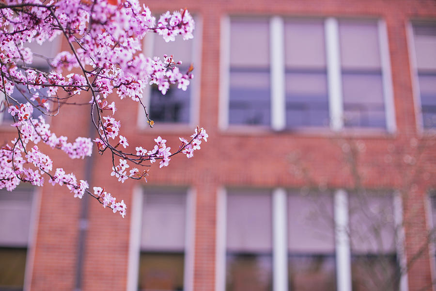 Cherry blossoms and schools Photograph by Kunal Mehra
