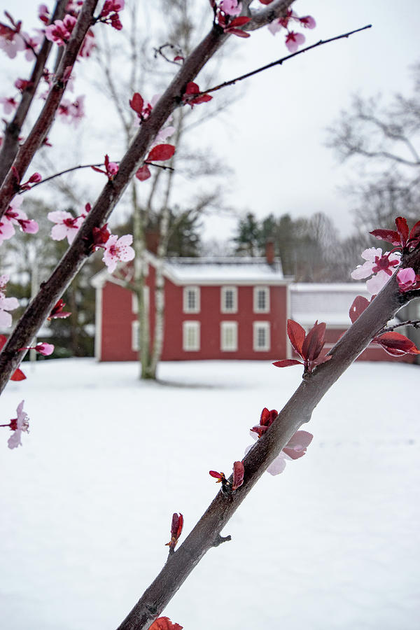 Cherry Blossoms and Snow Photograph by Sally Cooper