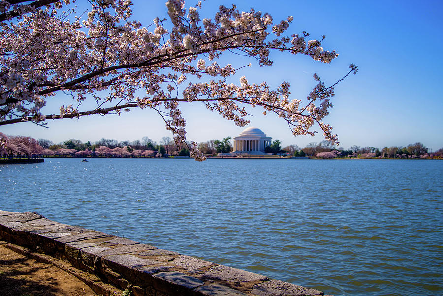 Cherry Blossoms and the Jefferson Memorial Photograph by Lori Coleman