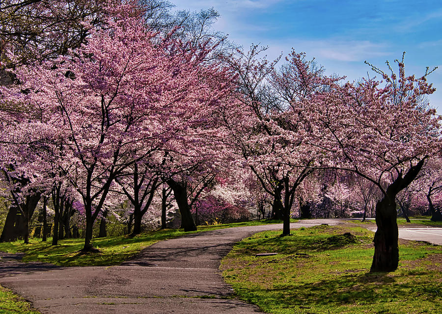 Cherry Blossoms Photograph by Anthony Sacco