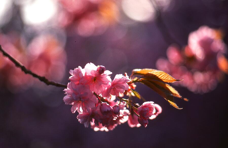 Cherry blossoms are in full bloom, Photograph by Lawrence Christopher