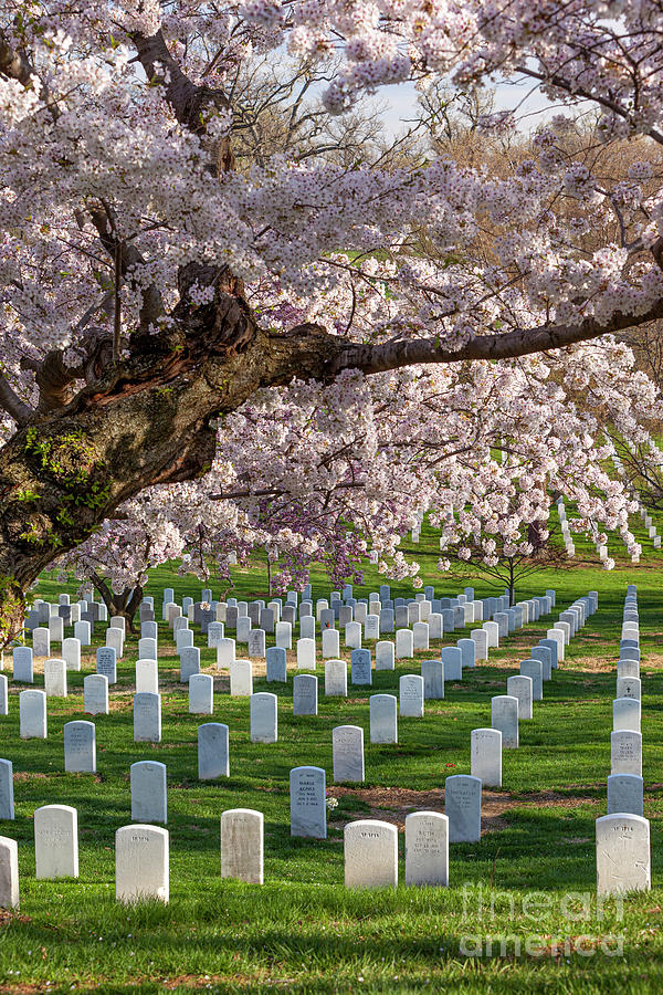 Cherry Blossoms At Arlington National Cemetery Photograph