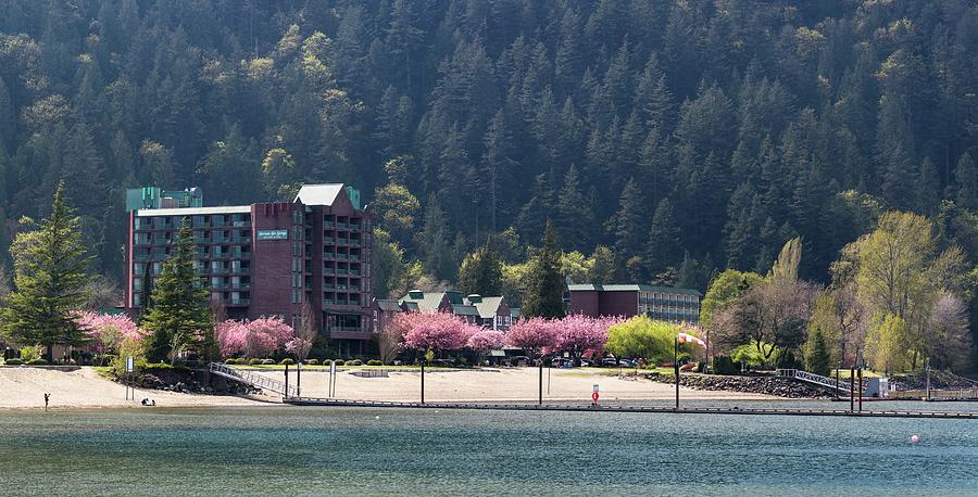 Cherry Blossoms at Harrison Hot Springs Photograph by Michael Russell