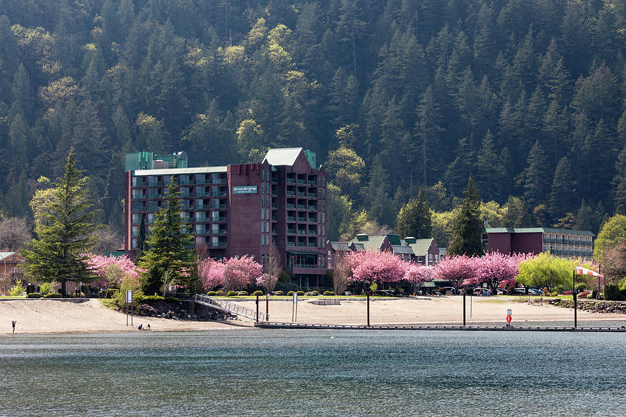 Cherry Blossoms at Harrison Lake Photograph by Michael Russell