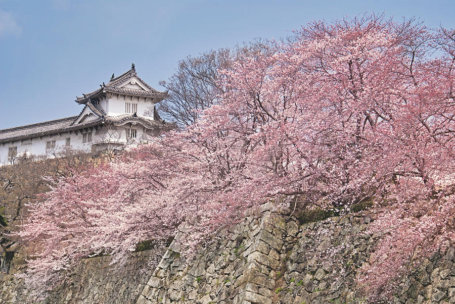 Cherry Blossoms At Himeji Castle, Japan Photograph