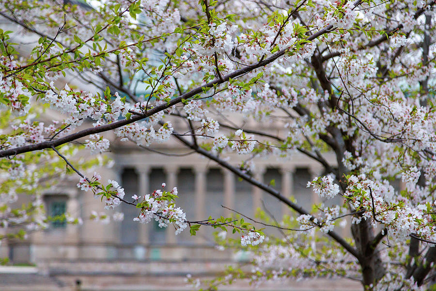 Cherry Blossoms at MSI Chicago Photograph by Adam Romanowicz