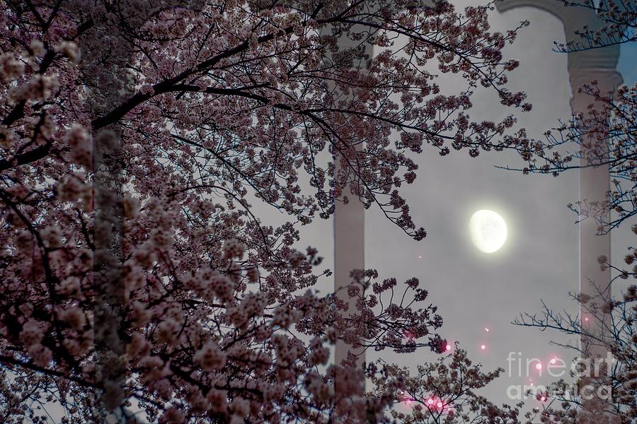 Cherry Blossoms At Night Photograph