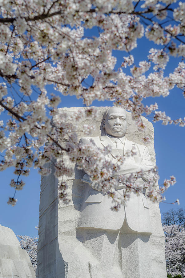 Cherry Blossoms at the MLK Memorial Photograph by Lori Coleman