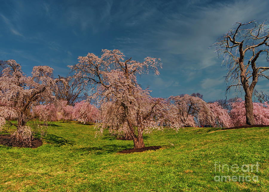 Cherry Blossoms Ault Park Cincinnati Photograph by Teresa Jack Fine