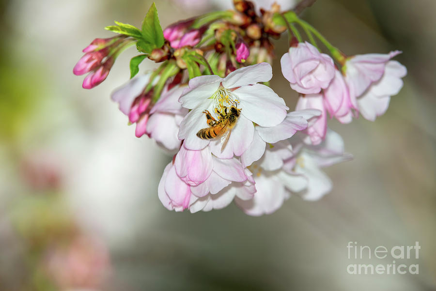Nature Photograph - Cherry Blossoms, Bee, 2 by Glenn Franco Simmons