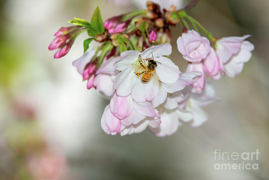 Nature Photograph - Cherry Blossoms, Bee, 3 by Glenn Franco Simmons