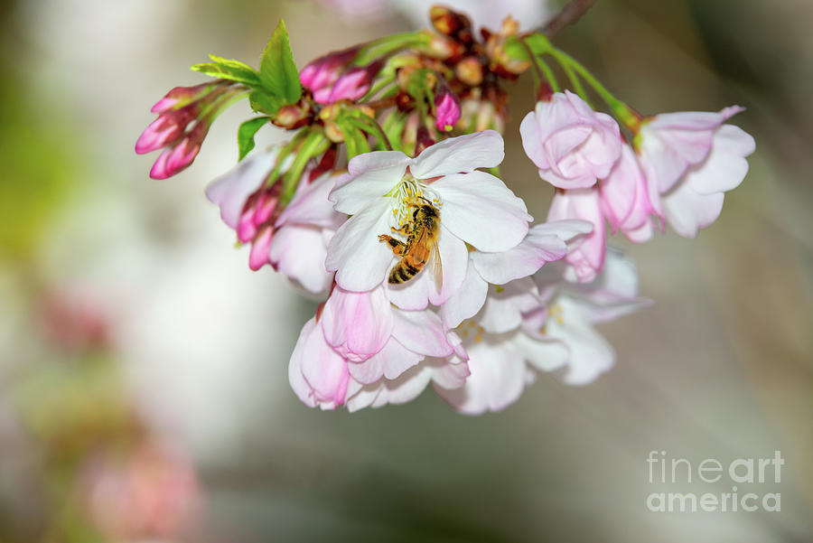 Nature Photograph - Cherry Blossoms, Bee, 4 by Glenn Franco Simmons