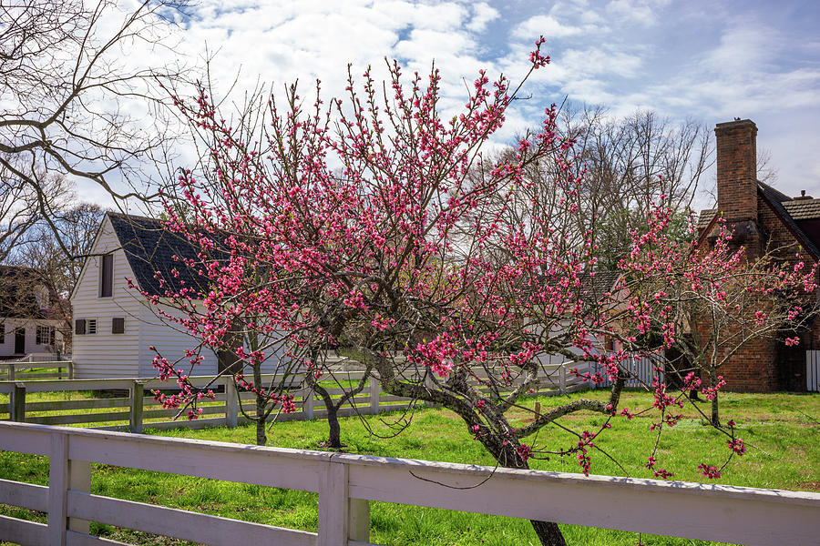 Cherry Blossoms Bloom Photograph by Rachel Morrison