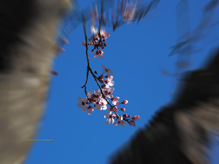 Cherry Blossoms Blue Sky Photograph by Richard Thomas