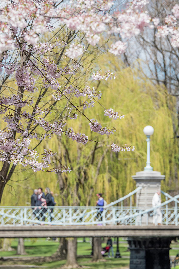 Cherry Blossoms Boston Photograph