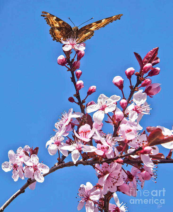 Cherry Blossoms, Butterfly, Blue Sky,  Photograph by David Millenheft
