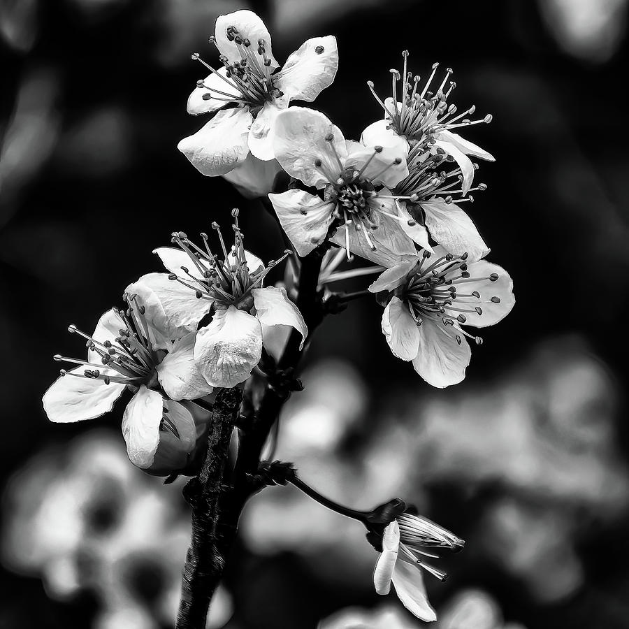 Cherry Blossoms BW Photograph by Flees Photos