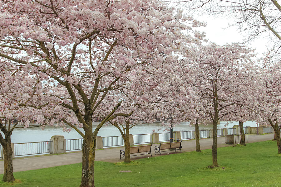 Cherry Blossoms Canopy Photograph by Aashish Vaidya
