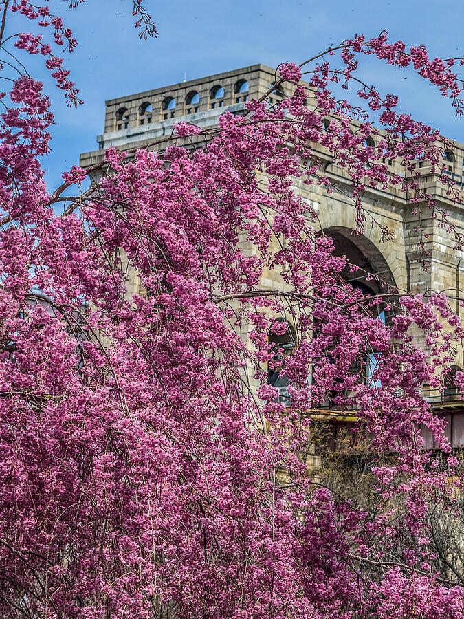 Cherry Blossoms Photograph by Cate Franklyn Cherry Blossoms Photograph by Cate Franklyn