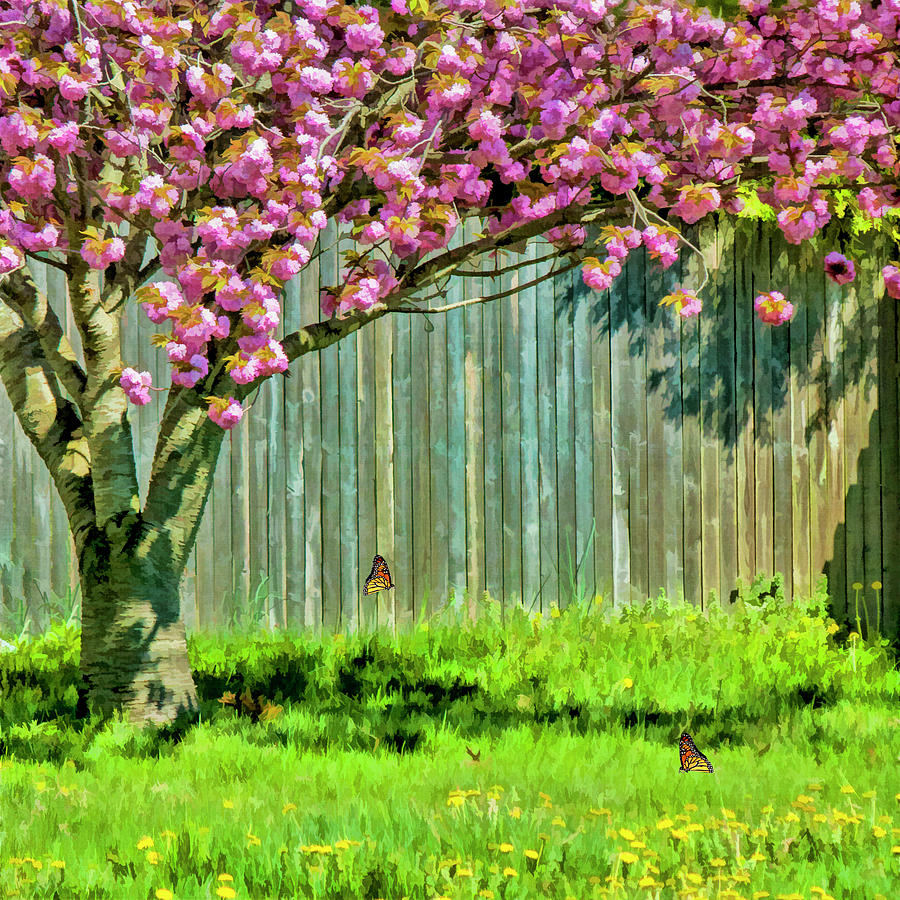 Cherry Blossoms Photograph by Cathy Kovarik