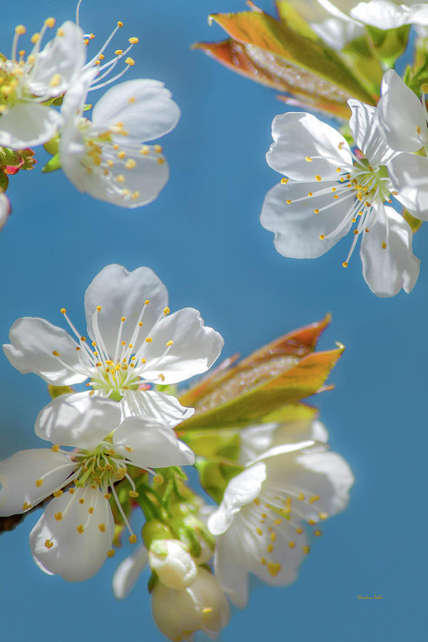Cherry Blossoms Photograph by Christina Rollo