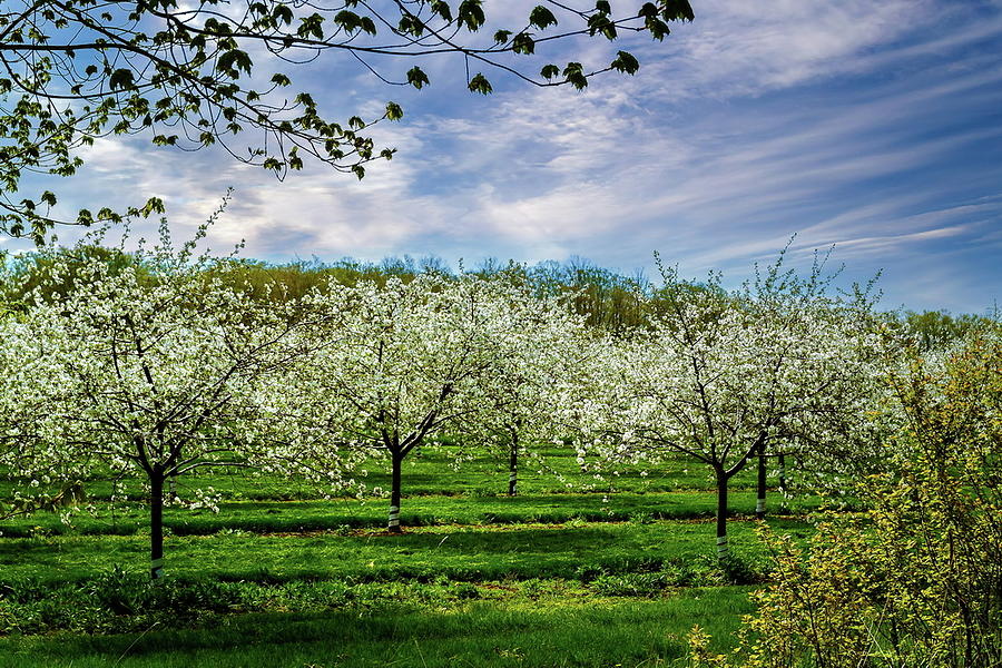Cherry Blossoms Photograph by Chuck De La Rosa