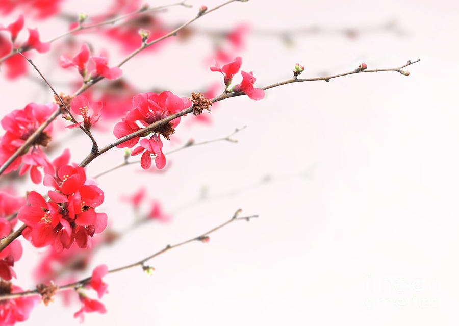 Cherry Blossoms closeup Photograph by Jelena Jovanovic
