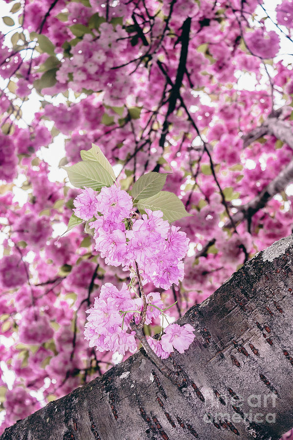 Cherry Blossoms Photograph by Colleen Kammerer
