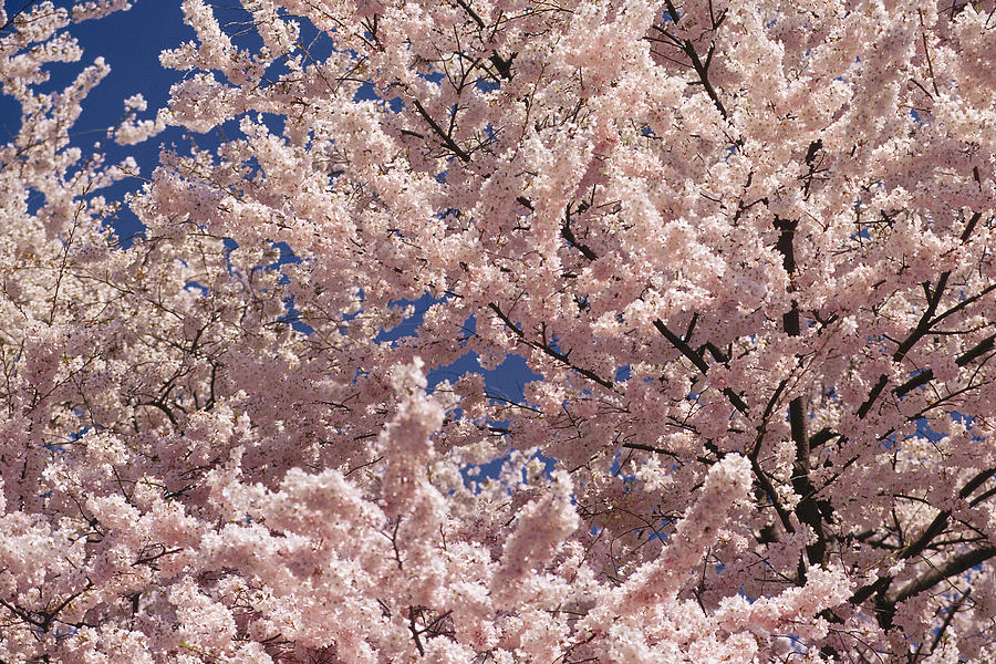 Cherry blossoms Photograph by Comstock