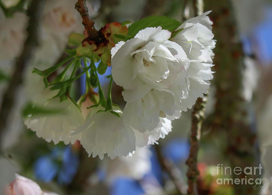 Spring Photograph - Cherry Blossoms by D Lee