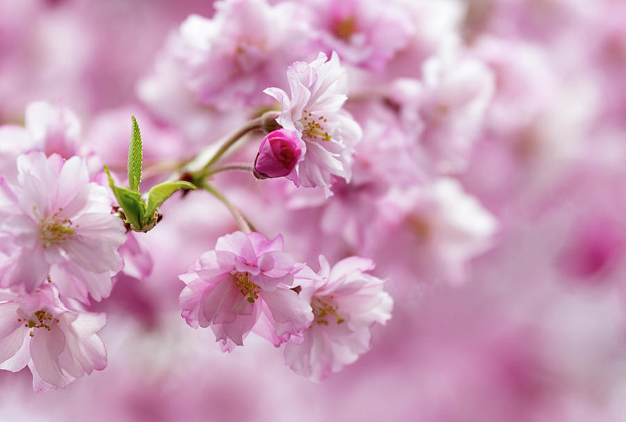 Cherry Blossoms Photograph by Denise Kopko