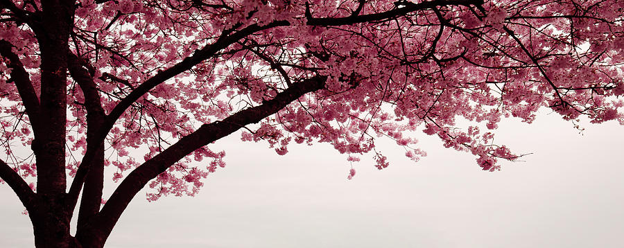 Cherry Blossoms Photograph by Don Schwartz