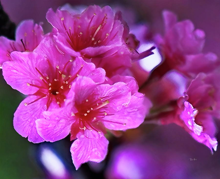 Cherry Blossoms Flowers - Sakura Photograph by Russ Harris