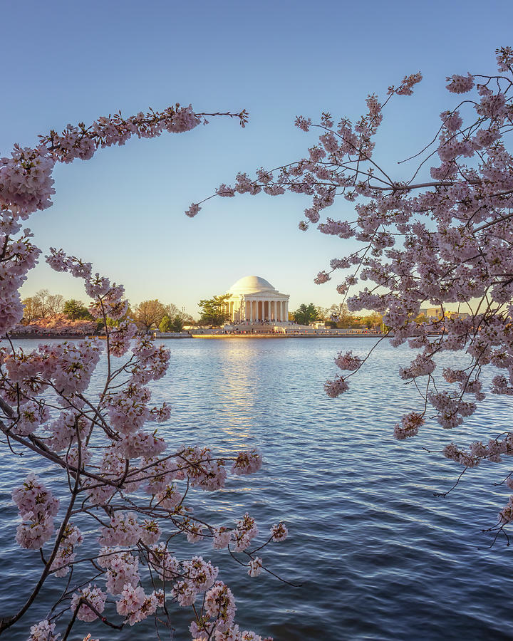 Cherry Blossoms Framing the Jefferson Memorial Photograph by Susan Rissi Tregoning