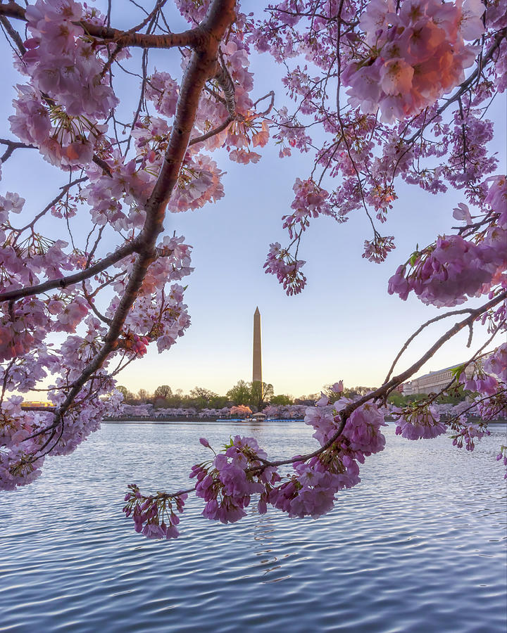 Cherry Blossoms Framing the Washington Monument Photograph by Susan Rissi Tregoning