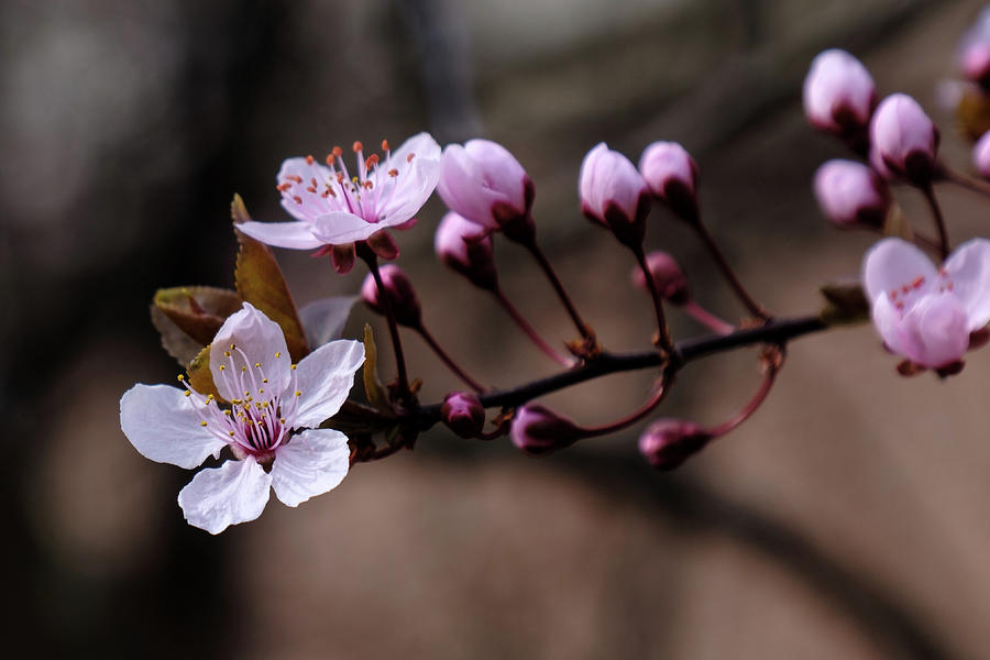 Cherry Blossoms Photograph by Georgette Grossman