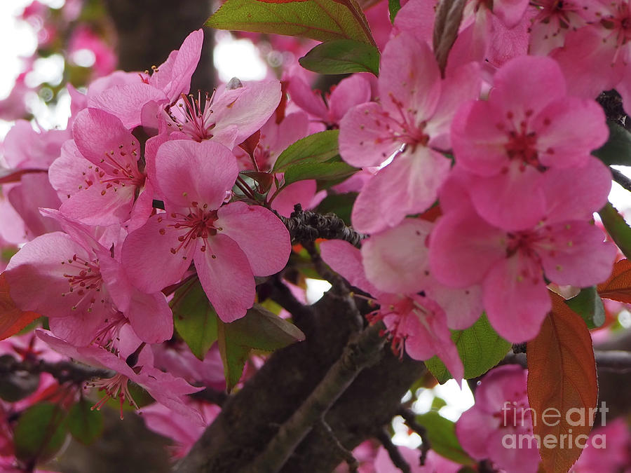 Cherry Blossoms Photograph by Ginger Repke