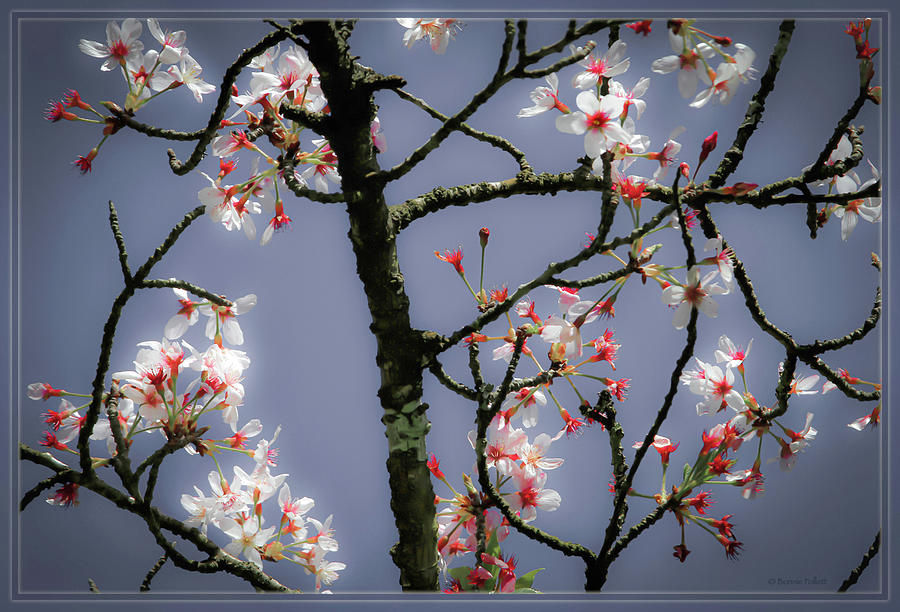 Cherry Blossoms Illuminati Photograph by Bonnie Follett