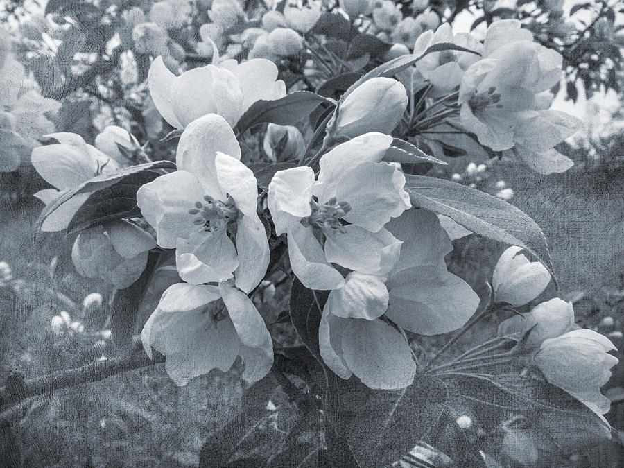 Cherry Blossoms in Black and White Photograph by Mary Lee Dereske